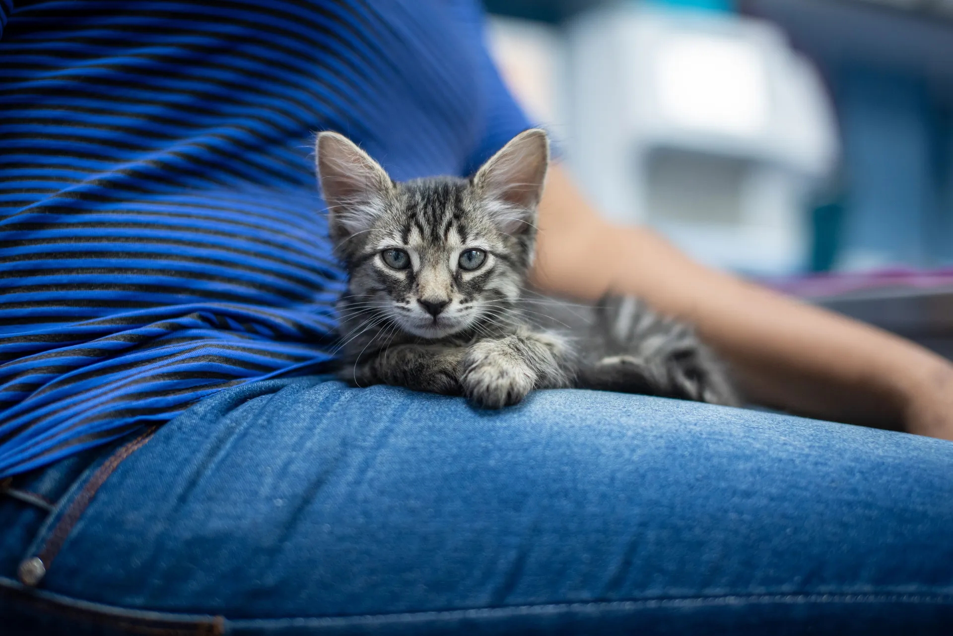 How Much Does a Maine Coon Kitten Cost in Australia? (2026 Price Guide)