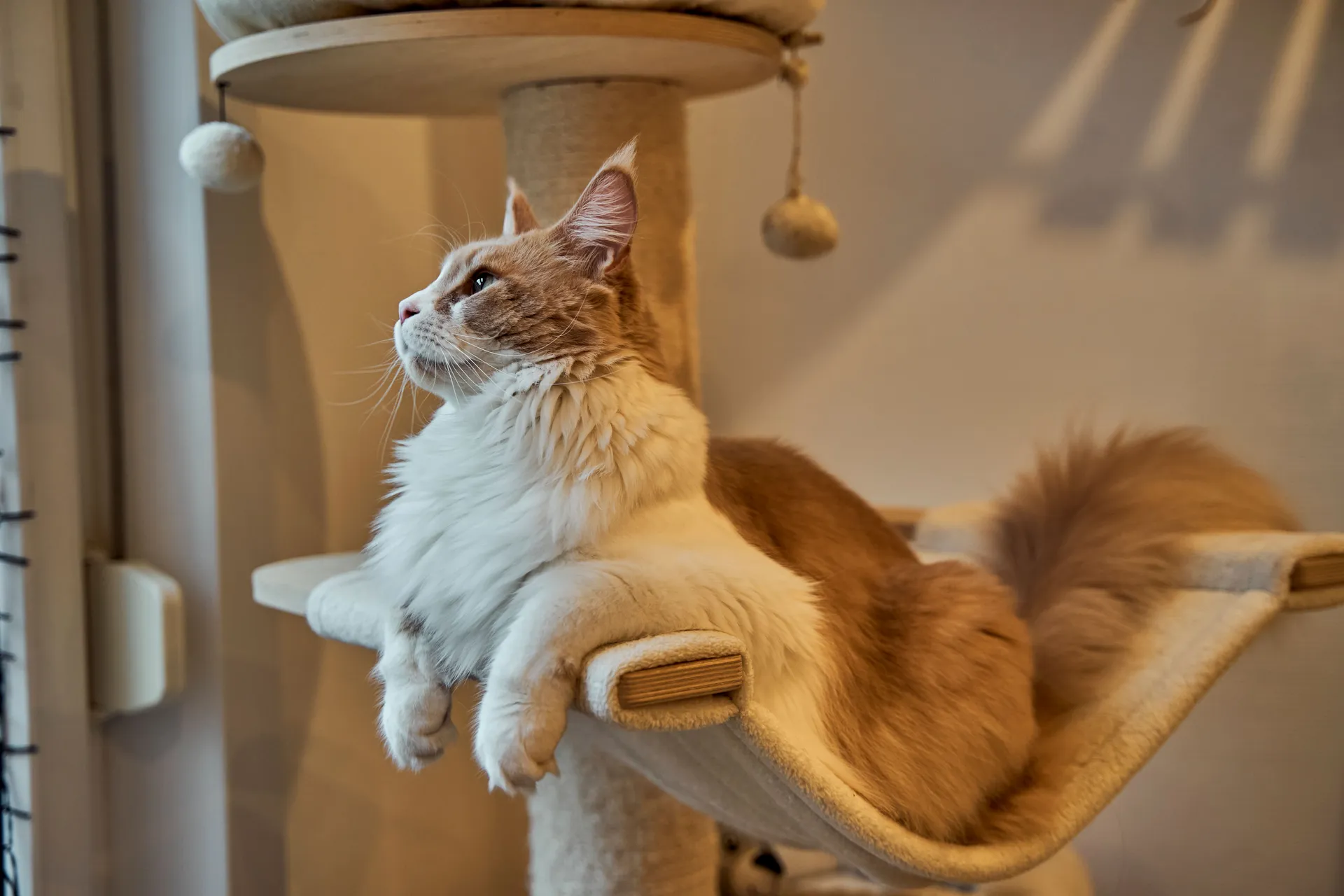 How to Choose a Reputable Maine Coon Breeder in Australia
