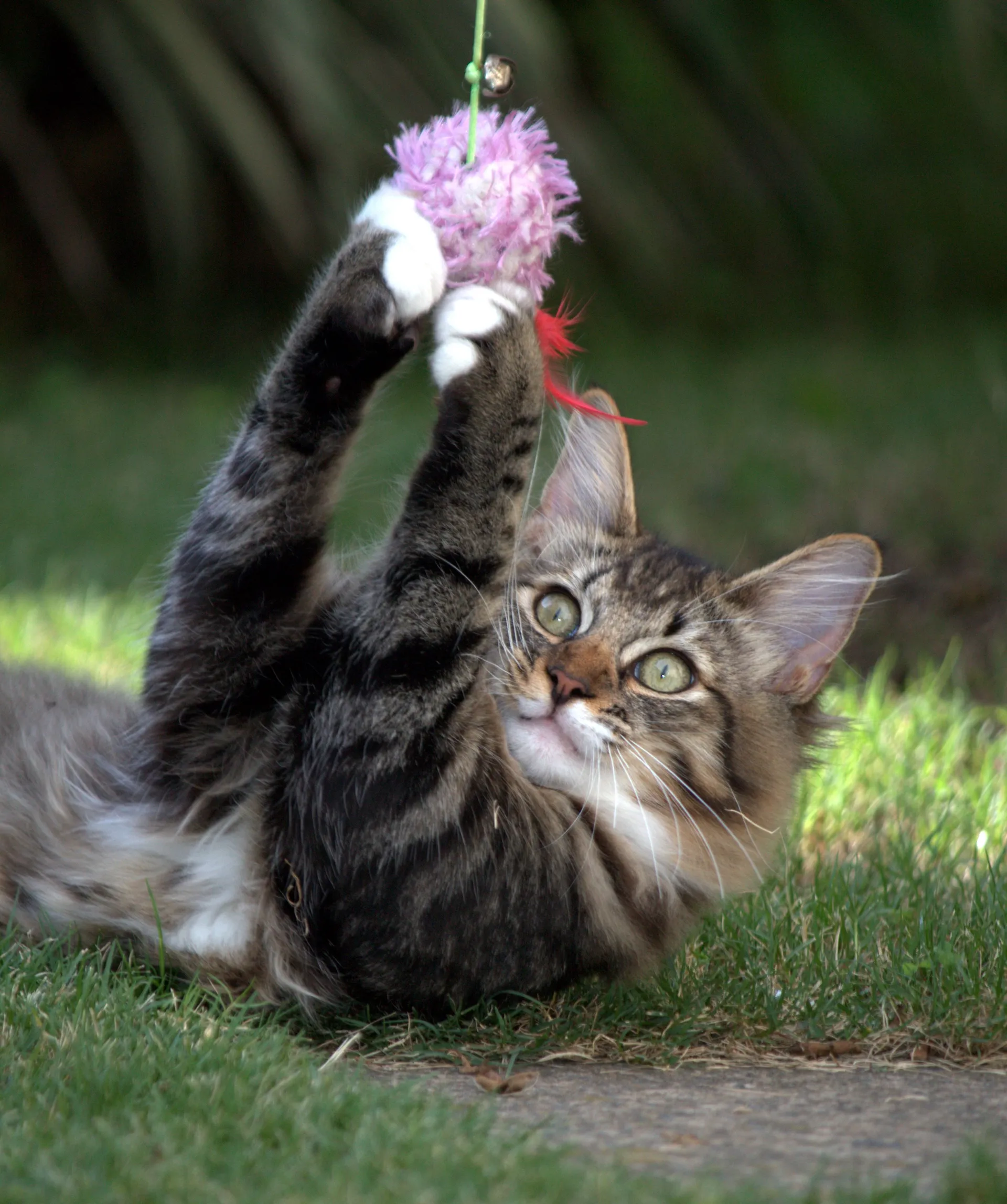 Maine Coon kitten at play