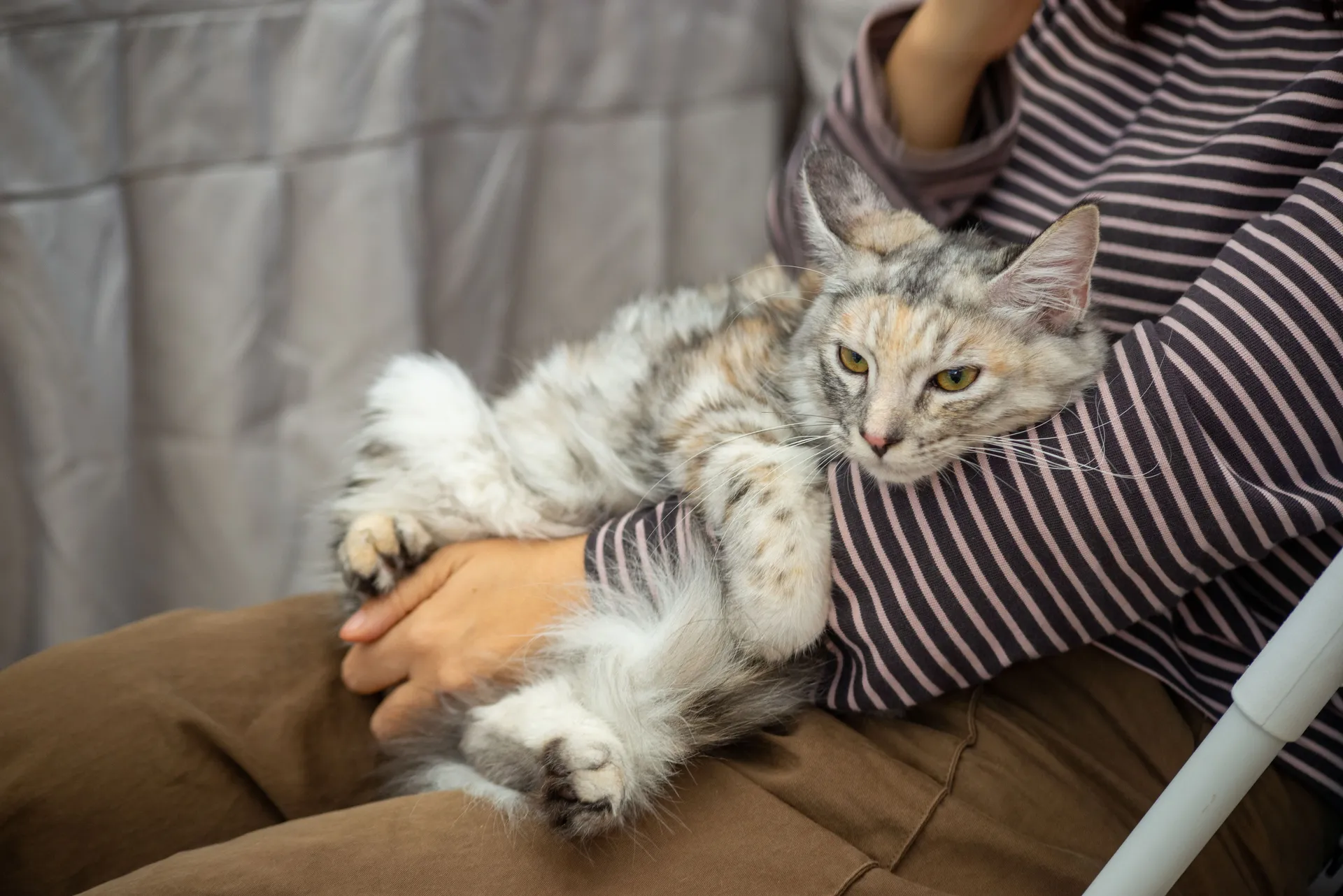 Maine Coon relaxing on a cat tree