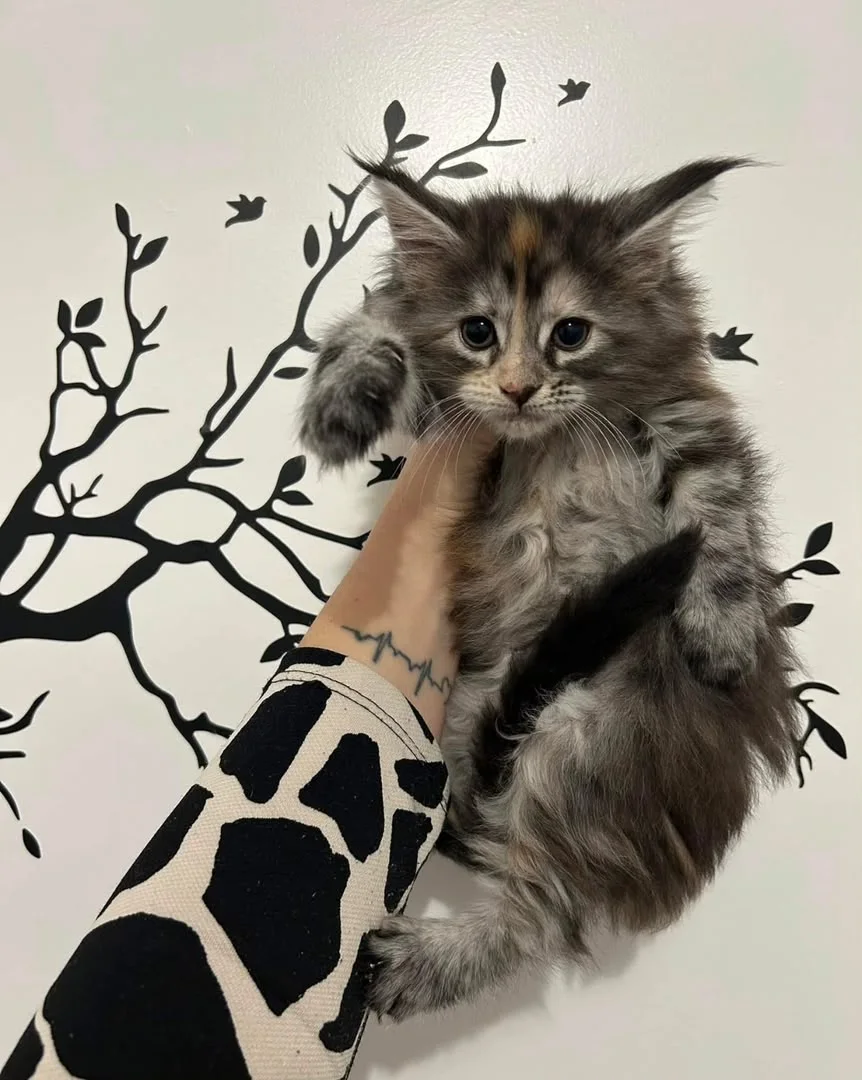 Maine Coon Myths: Can They Really Hurt You? (Behaviour Facts vs Fiction)