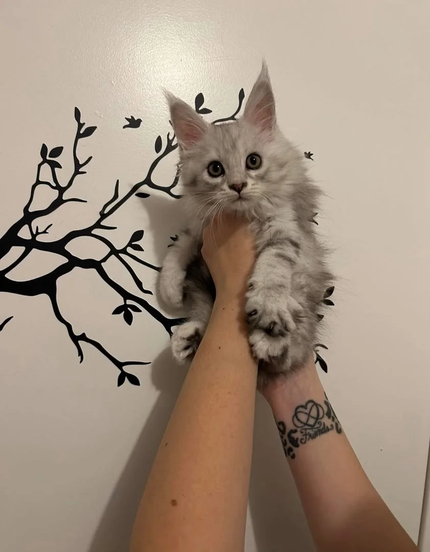 European vs American Maine Coon: What's the Real Difference?